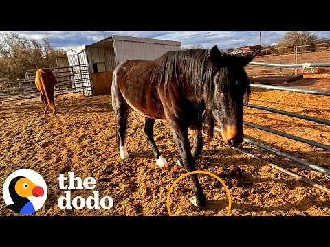 Two Rescued Horses With Curved Clubfeet Never Galloped In Their Lives Until Now