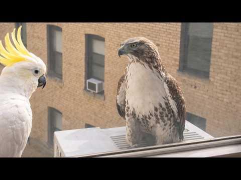 This Eagle Was Too Close | Funniest Bird Videos