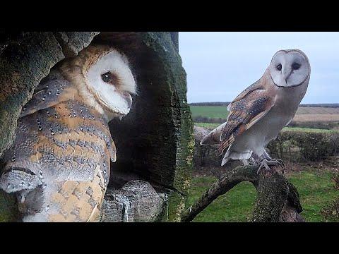 Barn Owl Chicks Overcome Shaky Start & Fly Free | Gylfie & Dryer | Robert E Fuller #Video