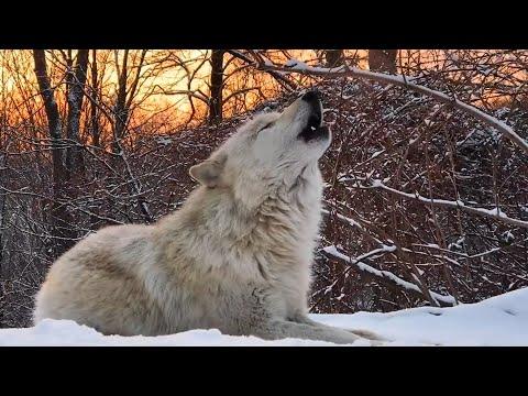 Wonderful Wolf Sings at Sunset #Video