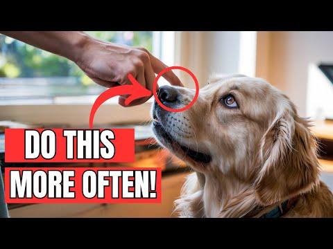 11 Things You Should Do More Often for Your Dog #Video