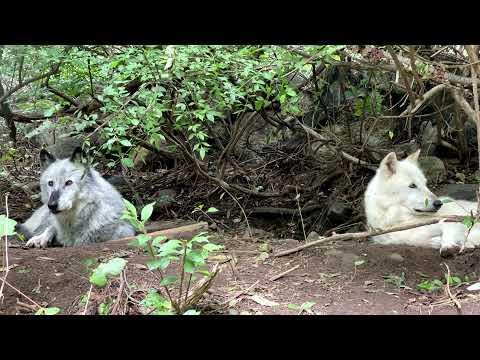 Two Wolves Howl, But One Is Super Lazy #Video