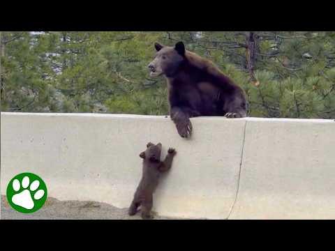 No Force Is Stronger Than a Mother's Love #Video