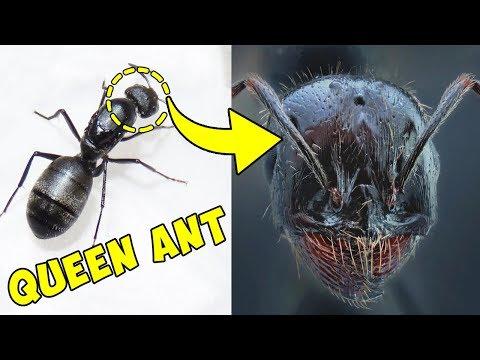 This Is What Insects Look Like up Close
