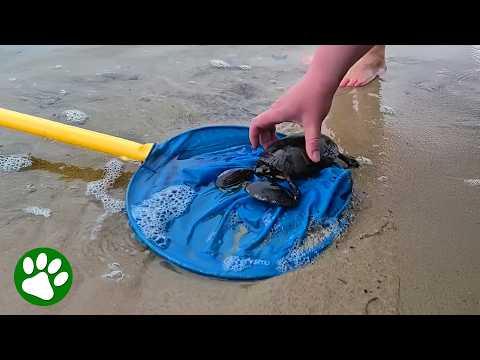 They noticed something strange on this tiny turtle... #Video