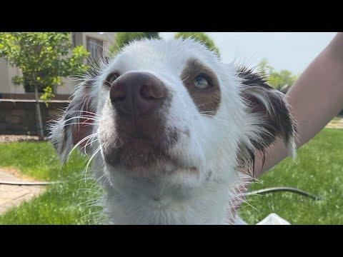 Mystery surrounds this dog found on street #Video