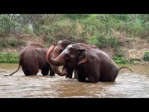 River Fun for Tilly, ThaiKoon, and KhamPuan! - ElephantNews #Video