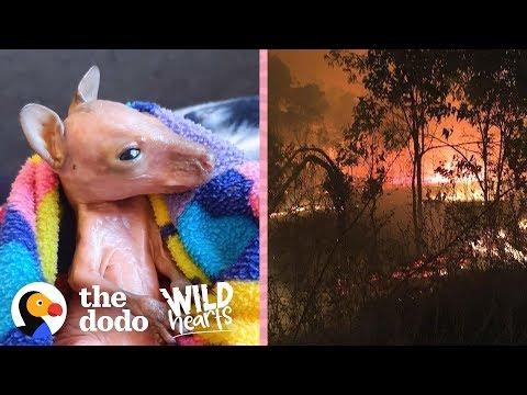 Tiny Pink Baby Wallabies Are Being Saved From The Australia Fires  | The Dodo Wild Hearts