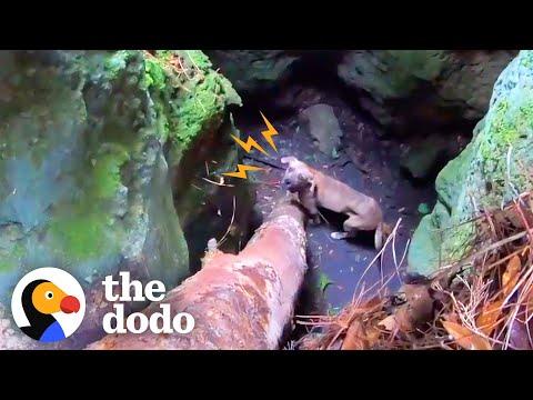 Guy Hears Howls Coming From 20-Foot-Deep Cave #Video