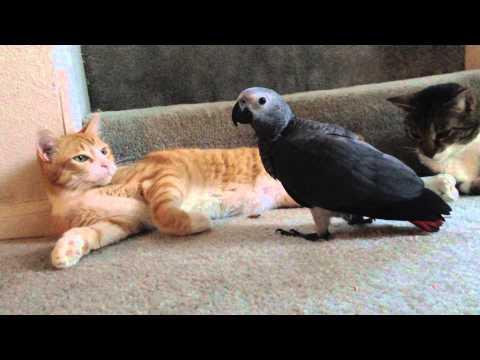 African Grey and Cat best friends #Video