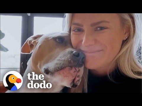 This Pittie Knows Exactly When Her Mom Needs A Hug #Video