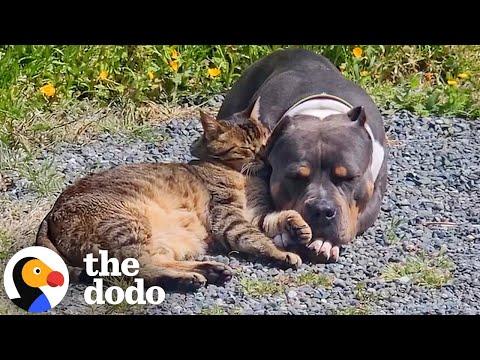 Magical Pittie Sends Cat BFF A New Friend From Heaven #Video