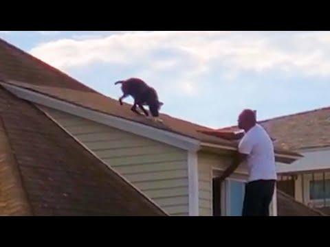 Dog Stuck On Roof Looks For Someone To Save Him #Video