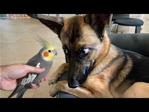 My Dog Was NOT Ready to Meet This Tiny Talking Parrot #Video