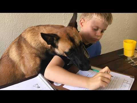 You Think Malinois Are All Business... Until These Silly Moments! #Video
