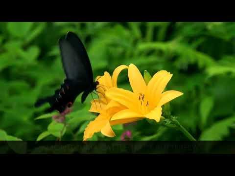 37 Beautiful Butterflies with Names and Relaxing Music