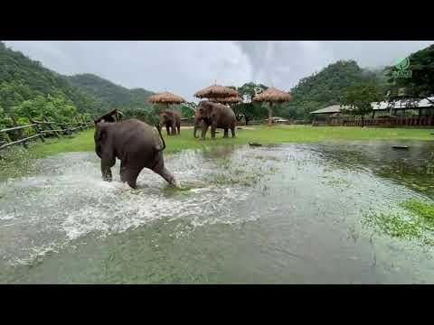 Baby Elephant Wan Mai Enjoying With The Natural Pond - ElephantNew #Video