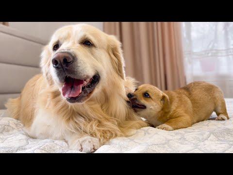 Cute Golden Retriever Attacked by a Funny Puppy #Video