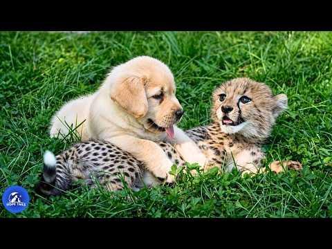 This Rescued Labrador Befriended a Weak Cheetah Cub — Two Years Later Nobody Expected This #Video