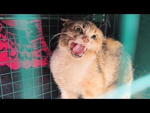 Trying To Catch A Scared And Extremely Wild Cat So We Can Help Her #Video