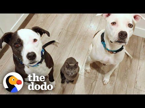 Kitten Is Obsessed with Pittie Brothers #Video