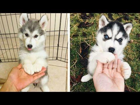 Funny And SOO Cute Husky Puppies Compilation Video #11 - Cutest Husky Puppy