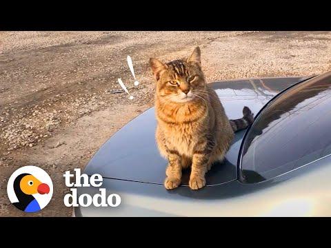 Stray Cat Decides To Work At A Car Shop And Greet Every Customer #Video