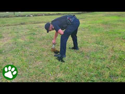 Officer saves tiny life trapped in net #Video