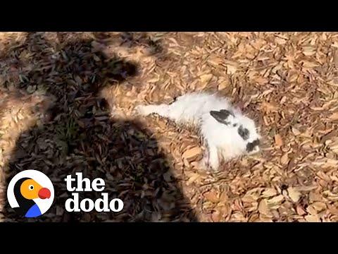 Bunny Was Abandoned In A Park #Video