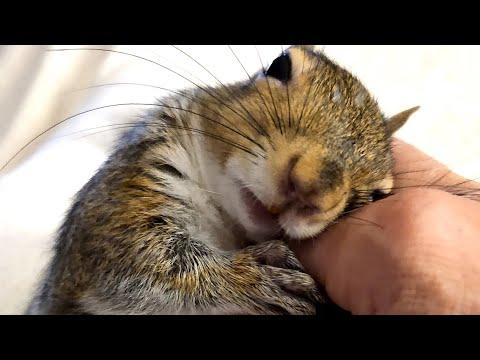 I fell in love with a disabled squirrel #Video
