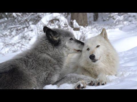 In a quiet moment, wolves show they're not all that different from those we live with and love. #Vid