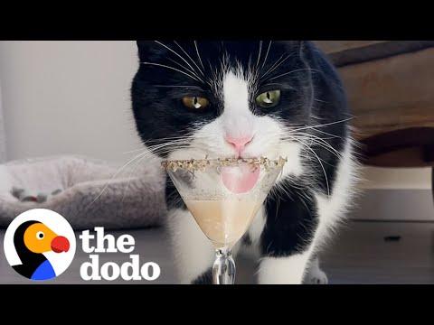 Cat Asks For His Cocktail Every Evening #Video