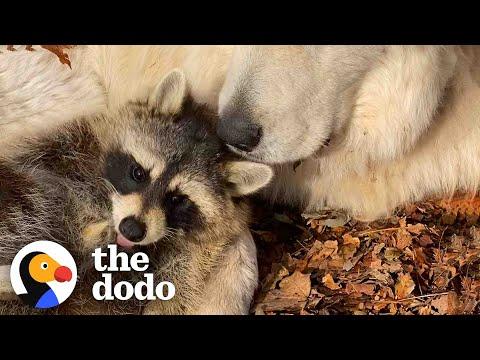 Raccoon Loves To Jump In His Mom’s Lap #Video