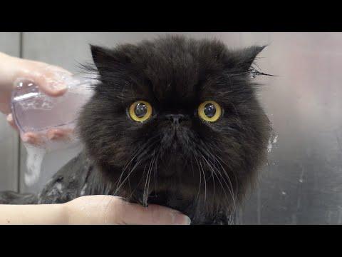 I put this crazy cat in the RAGE CAGE #Video