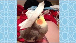 Funniest and Cutest Parrots Compilation -  Cute Parrot Doing Funny Things Videos