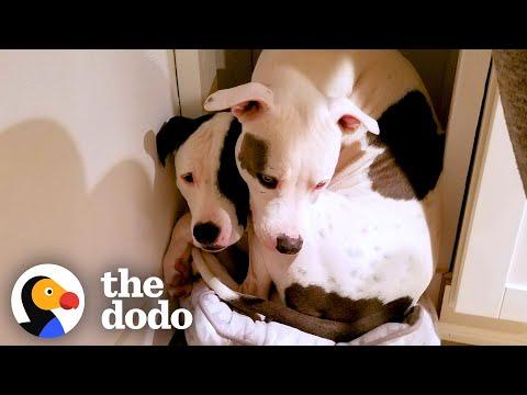 Pittie Won't Leave His Long-Lost Brother's Side Ever Again #Video