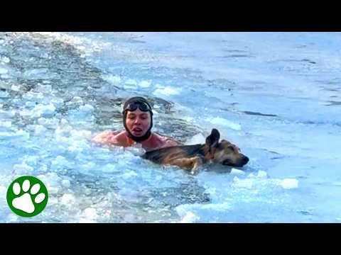 Hero risks his life in ice cold water to save exhausted dog #Video