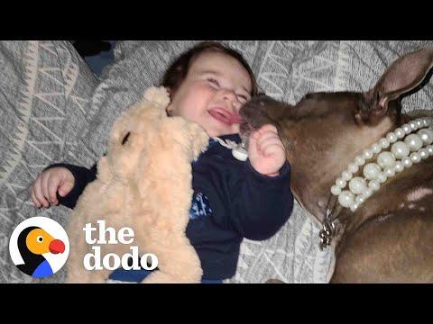 Shelter Pittie’s Favorite Person Is A Tiny, Little Human #Video