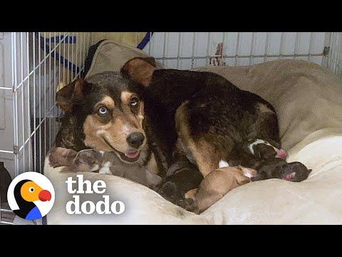 College Student Decides To Foster A Pregnant Dog Right Before Midterms #Video