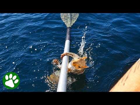 Exhausted Squirrel Clings To Oar For Dear Life #Video
