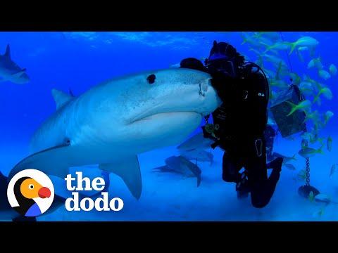 Man Has Been Friends With Tiger Shark For Over 22 Years #Video