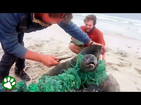 Brave heroes rescue seals tangled in net #Video