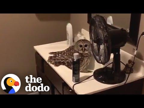 Guy Rescue Little Owl On The Side Of The Road And Brings Him Home #Video