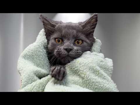 12-Week-Old Maine Coon Kitten bath #Video
