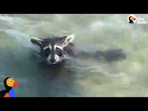 EXHAUSTED Raccoon Rescued From MIDDLE Of A Bay Video