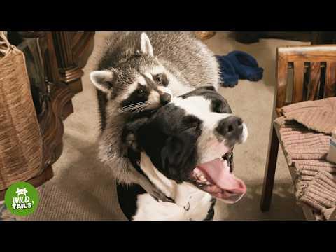 This Rescued Raccoon Thought He Was A Dog #Video