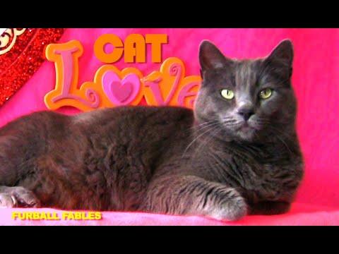 The Cat Love Show - Furball Fables