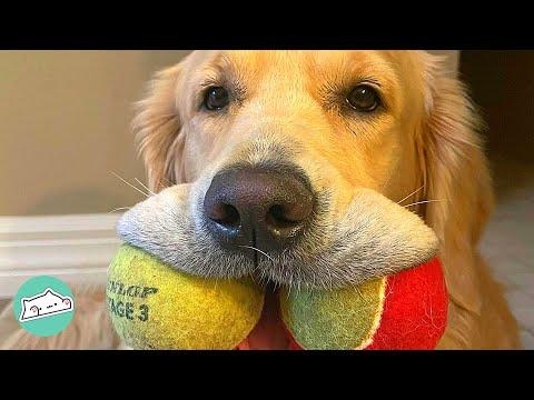 Hide & Seek Were Not Enough for this Adorable Golden. She is So Good #Video