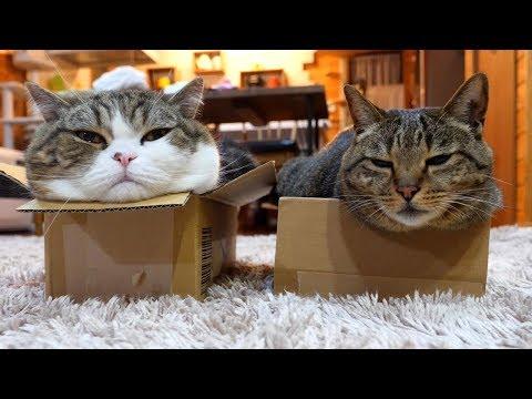 Box and Maru and Hana5