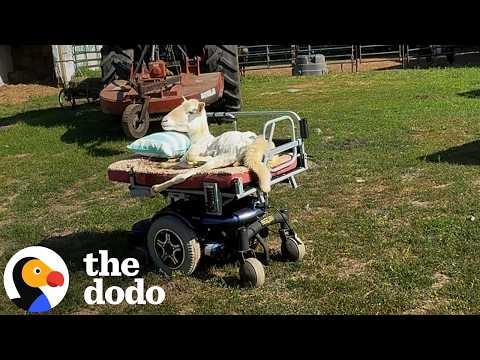 This Disabled Sheep Drives Her Own Wheelchair #Video